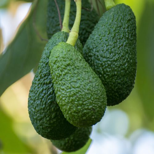AVOCAT