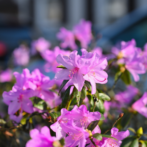 RHODODENDRON