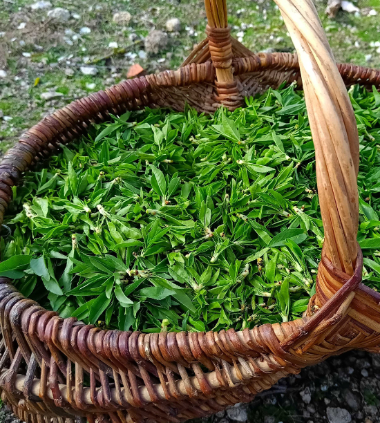 photo-produit-by-SCP Rivier-Buffière