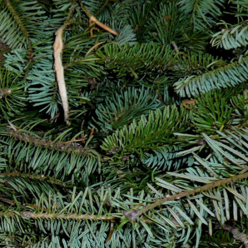 SAPIN ARGENTÉ