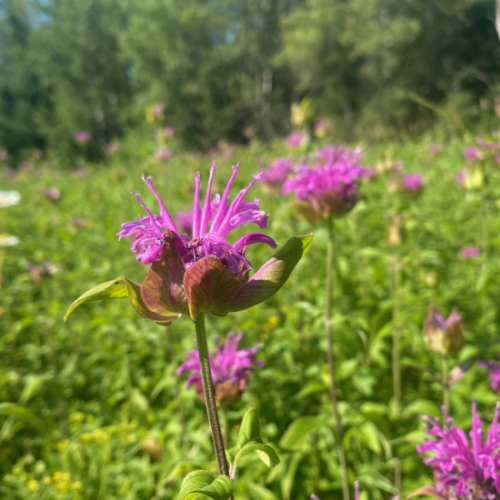MONARDE
