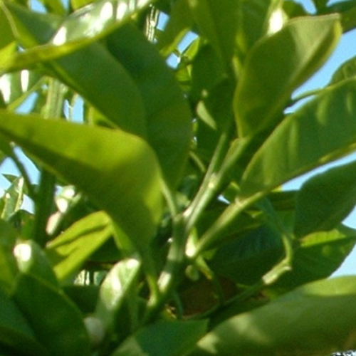 PETITGRAIN COMBAVA