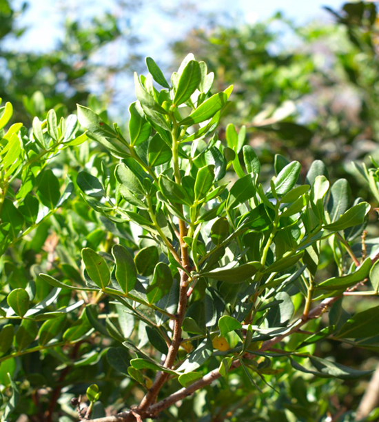 Mastic Tree - Pistacia lentiscus - Perfumetherapy