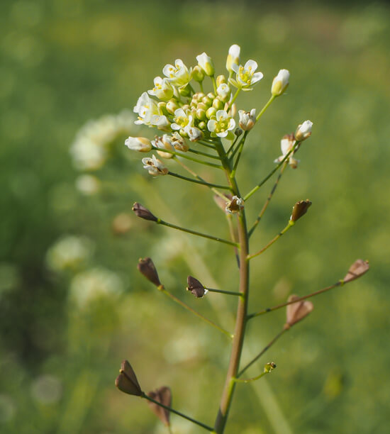 Artwork Of Shepherd's Purse Plant by Sally Bensusen/science Photo Library