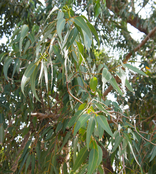 Huile essentielle bio d'Eucalyptus citronne (Eucalyptus citriodora)