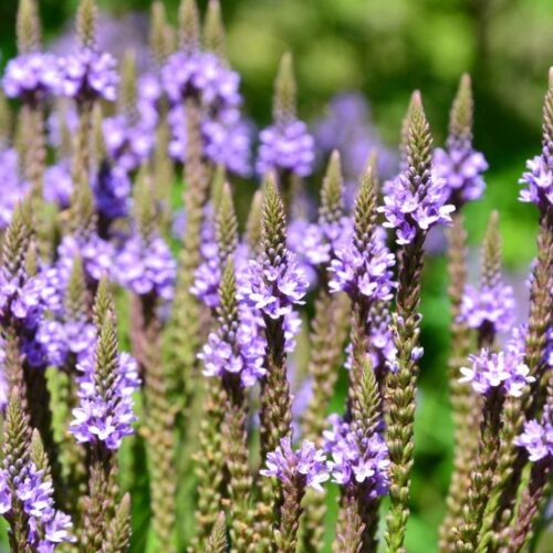 VERVEINE