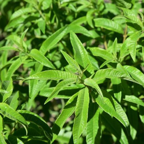 VERVEINE