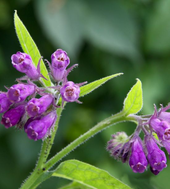 photo-produit-consoude officinale