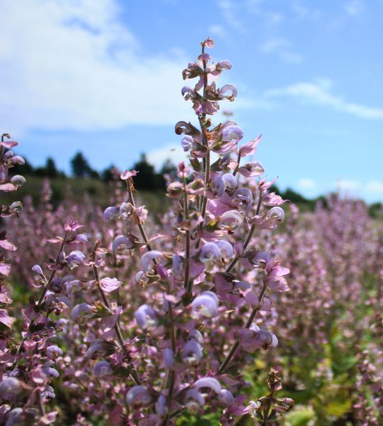 photo-produit-saugesclaree