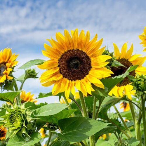 TOURNESOL DESODORISE