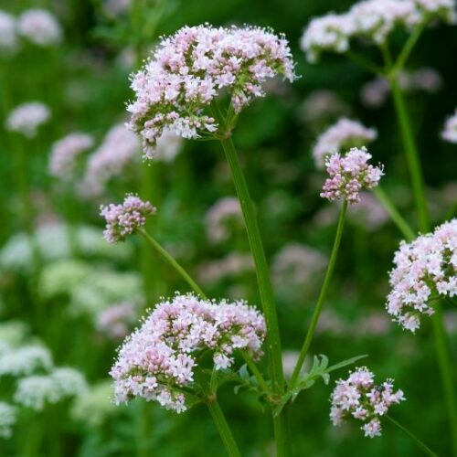 VALERIANE OFFICINALE